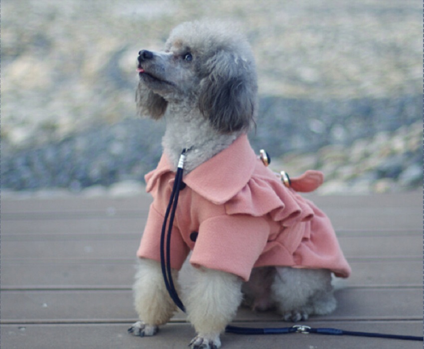 Гламурный костюм для собаки девочки