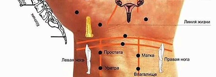 Органы, связанные с запястьем руки