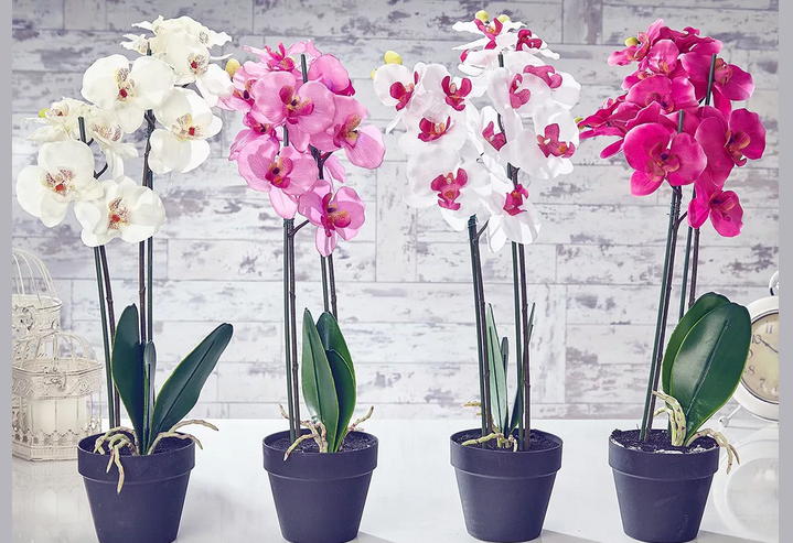 Орхидея растет при оптимальной температуре