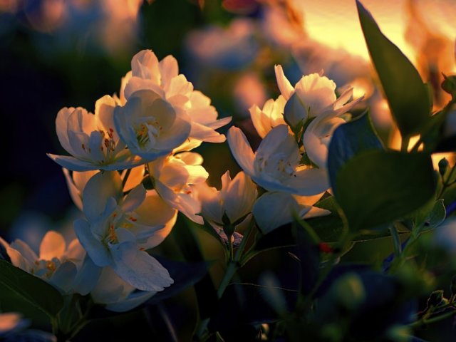 Fleurs parfumées nocturnes et plantes décoratives pour le jardin