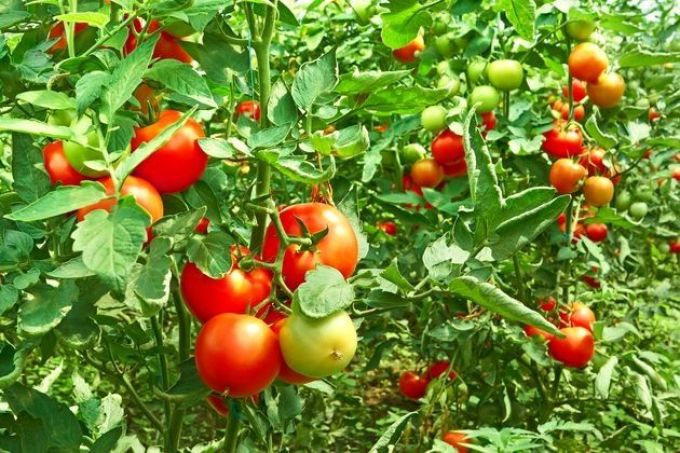 Применение медного купороса в огороде: для помидоров, огурцов, клубники