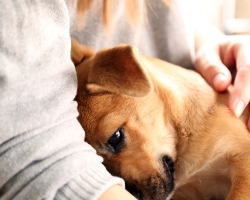 Myositis Eosinophilic rahang pada anjing: gejala, perawatan