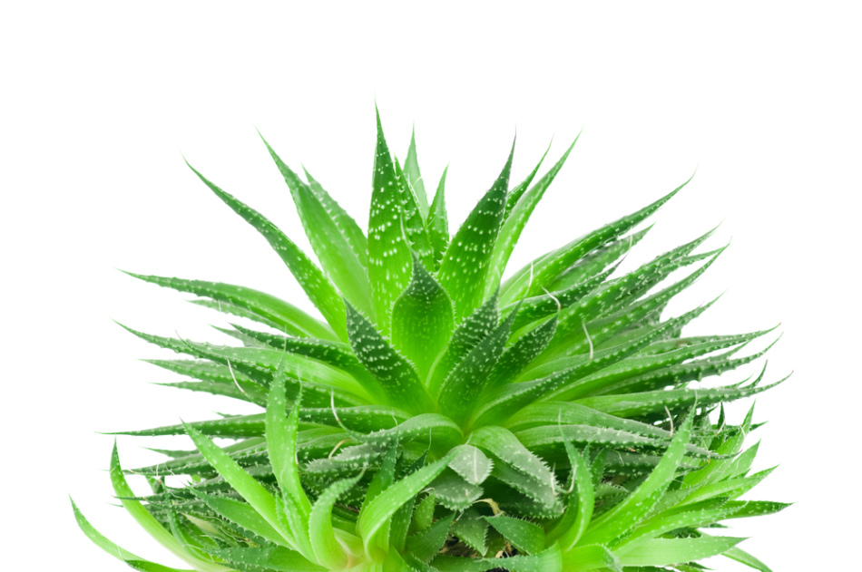 Aloe für die Behandlung einer Fistel