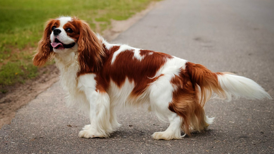 Chien avec une disposition tranquille