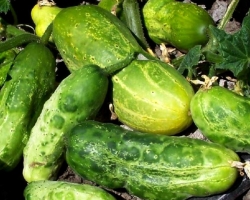 Basic diseases of cucumbers: description of diseases, photos, videos