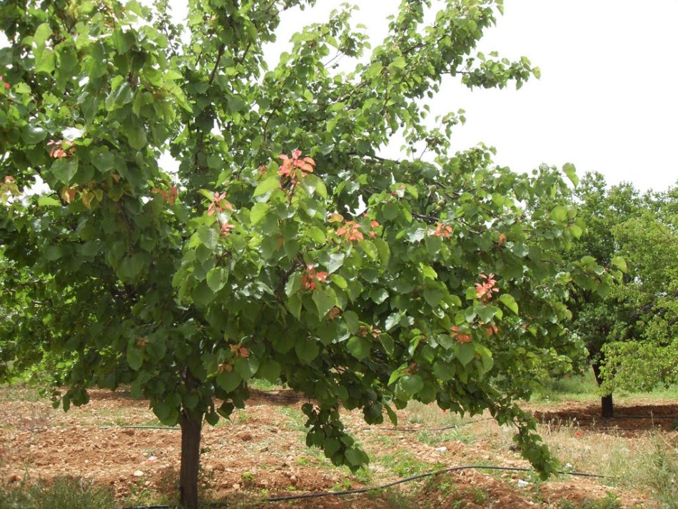 Το βερίκοκο είναι ένα όμορφο δέντρο που είναι κατάλληλο για την κατασκευή των ρουιών από νεοφερμένους