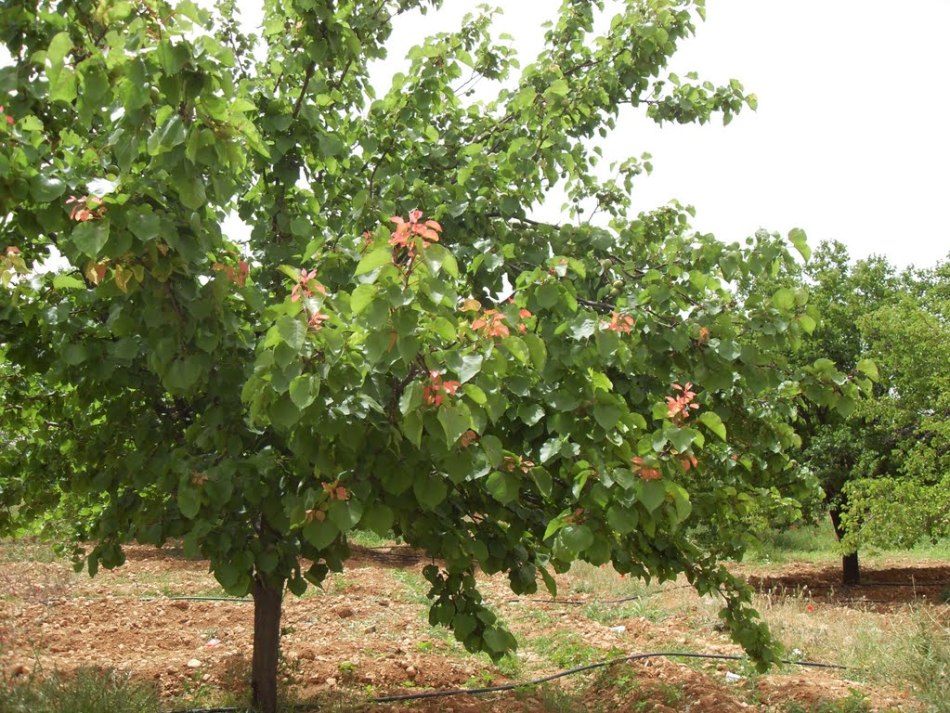 Apricot es un hermoso árbol adecuado para la fabricación de runas de los recién llegados