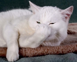 Kucing atau kucing bersin: Alasannya, apa yang harus dilakukan, bagaimana cara mencegah bersin pada kucing?