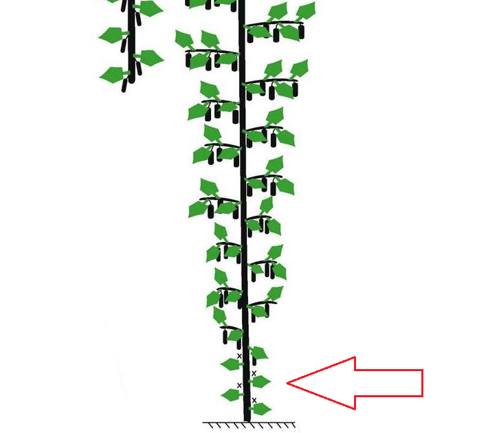 Formation de concombres parthénocarpiens