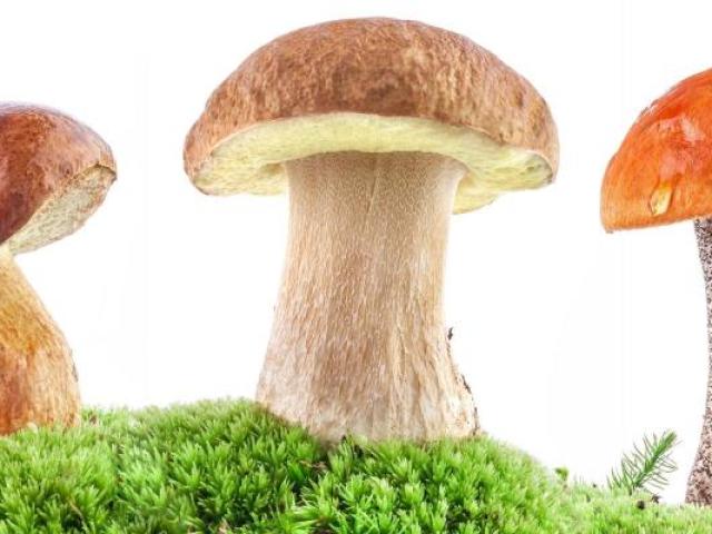 Со скольки лет можно есть грибы детям? Можно ли детям давать кушать белые грибы, шампиньоны, вешенки, лисички, сморчки, жареные грибы?