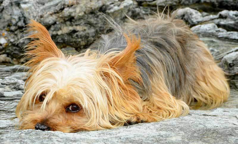 Dogs-long-livers: Yorkshire Terrier