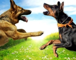 Doberman ou berger allemand - quel chien est le meilleur, plus fort, plus intelligent: comparaison des races