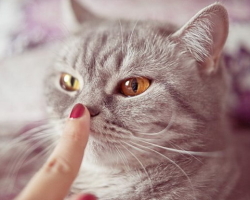 Mengapa kucing, kucing, anak kucing kering dan hidung yang hangat, panas, dingin: apa yang harus dilakukan?