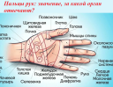 Mole on the index finger of the right and left hand - what will tell: meaning, signs