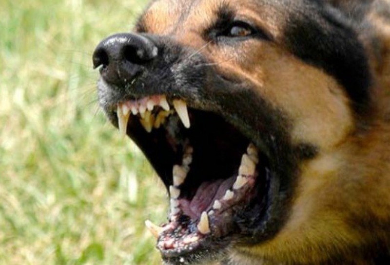 Θυμωμένος σκυλί