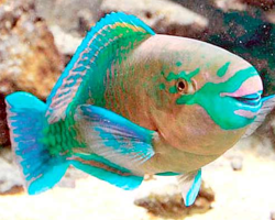 Akvárium hal: Tartalom és kompatibilitás, leírás és fotó