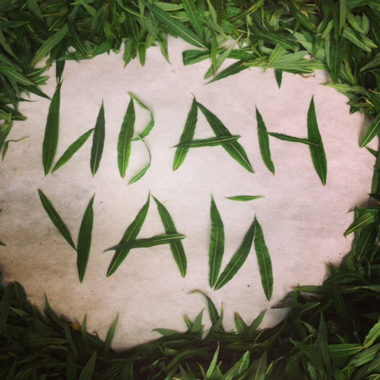 Inscription ivan-tea des feuilles
