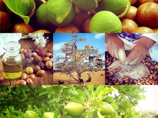 Minyak argan untuk rambut bagaimana cara menggunakannya? Minyak Argan untuk Rambut: Properti Bermanfaat, Penggunaan