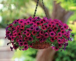 What is the difference between ampel cascading petunia and usual: description, photo