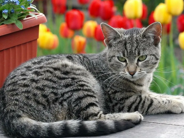 Полосатый кот или кошка в доме: народные приметы и суеверия. Что делать с найденным полосатым котенком: оставить или нет?