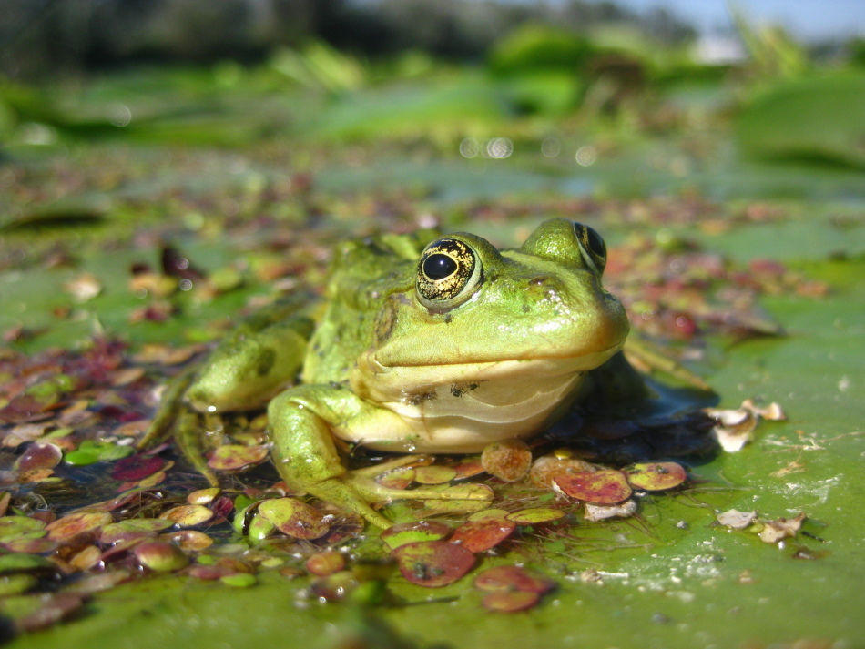 Frog Sleep: معنی