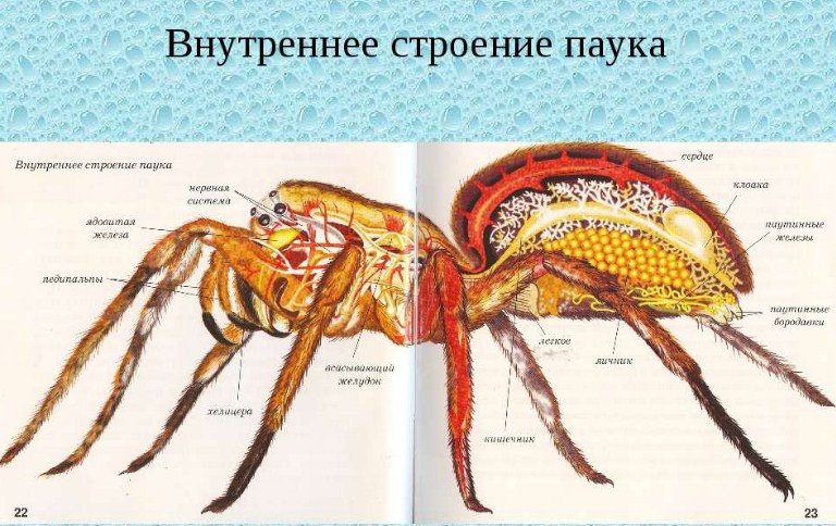 Структура на тялото