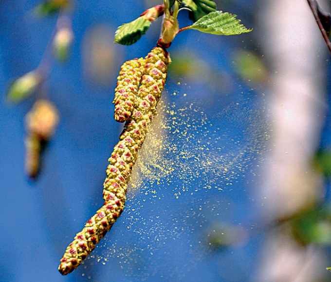 Plantes pollinisées du vent: bouleau