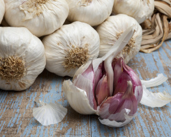 How to store garlic after cleaning and digging at home, in a city apartment, house, refrigerator, cellar? Preparing garlic for storage for the winter and storing it in sunflower oil, a bank with salt, clay dishes: rules and tips