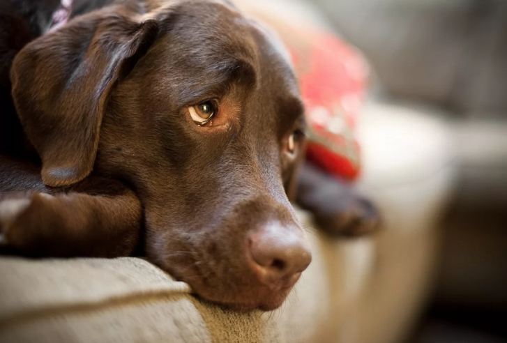 Bir köpekte calais ve idrar inkontinansı