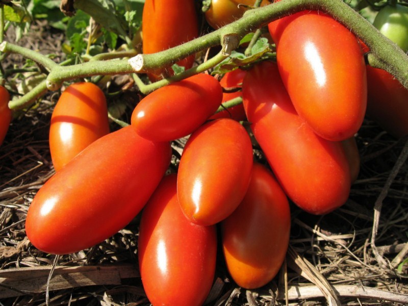 Можно ли высаживать огурцы после помидоров, томатов?