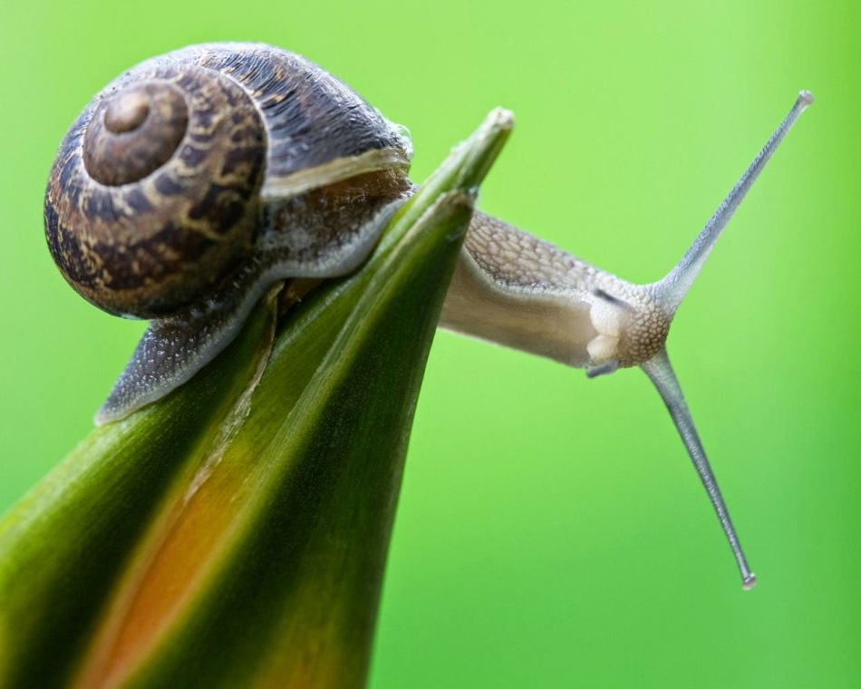 Garden snail