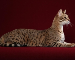 Кошка Саванна, Сервал: «мини-гепард» в доме