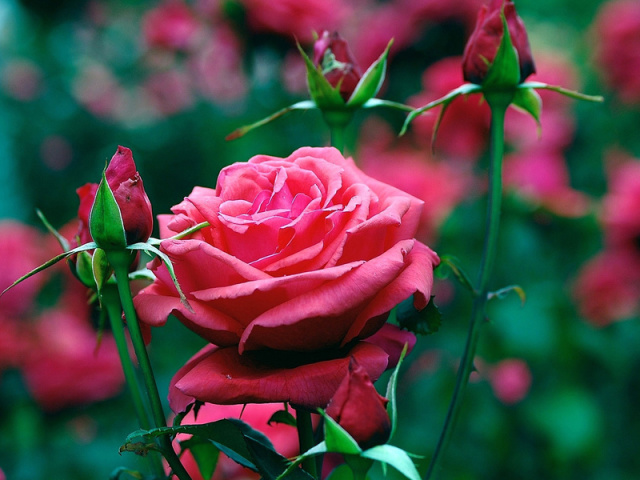 Roses - care, top dressing, pruning, processing from diseases and pests after winter in spring. How to plant a rose in the spring in the ground or transplant to another place?