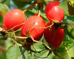 Rosehip fruits, flowers, roots and leaves: beneficial and healing properties, contraindications for men and women. Rosehip thickens or dilutes blood, diuretic or not, slashes or fasten?