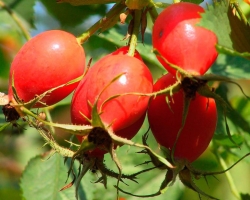 Frutti di rosa, fiori, radici e foglie: proprietà benefiche e curative, controindicazioni per uomini e donne. Il rosarship si addensa o dilinge sangue, diuretico o no, tagli o fissati?