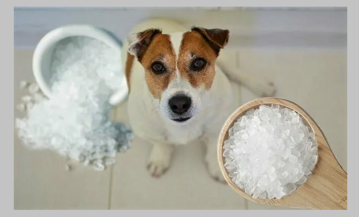 Переизбыток соли опасен для собаки