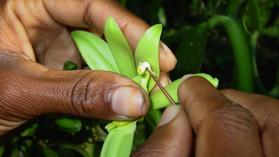 Each vanilla flower is pollinated manually. Often this is done standing on a stepladder.