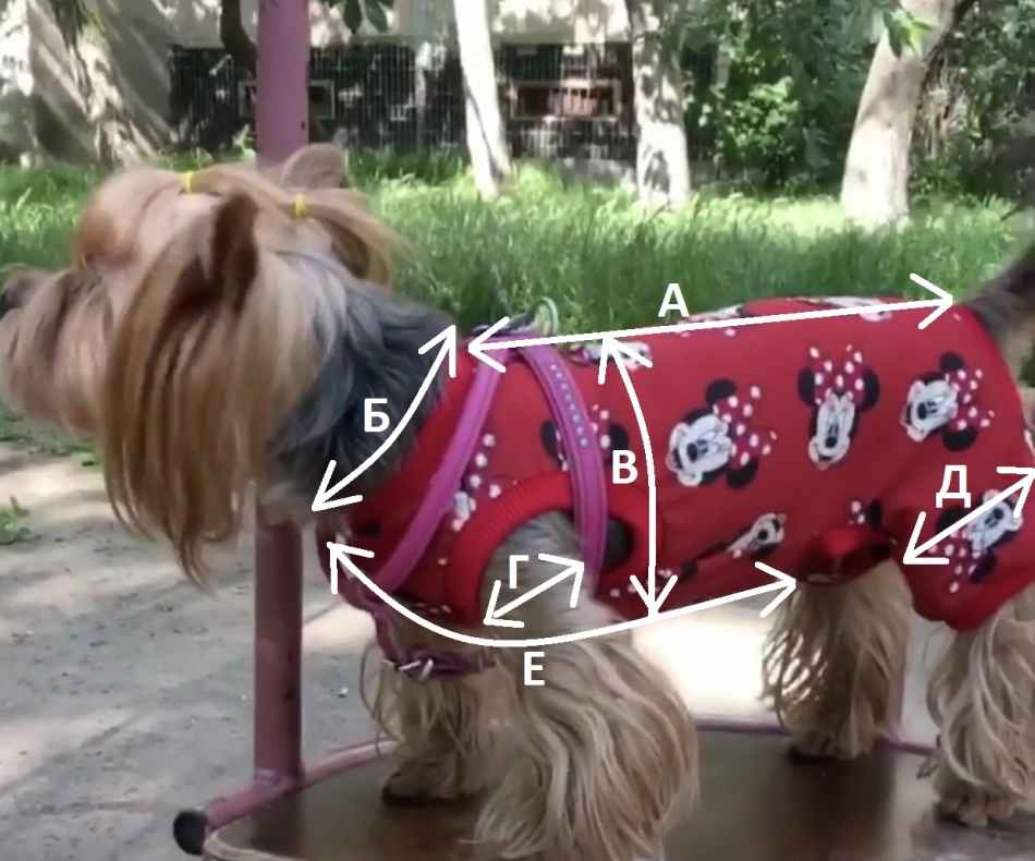 Мерки собаки для схемы свитера