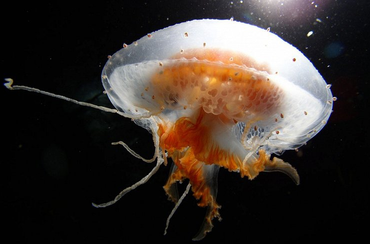 Диплулмарис антарктида — красивая медуза