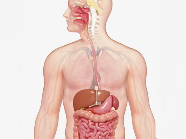 Пищеварение: где происходит расщепление пищи и всасывания питательных веществ в кровь?