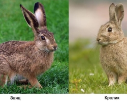 Quelle est la différence entre un lapin sauvage et à la maison à partir d'un lièvre: comparaison, différence, différence, explication pour les enfants. Qui est plus grand que la taille, fonctionne plus vite: lièvre ou lapin?