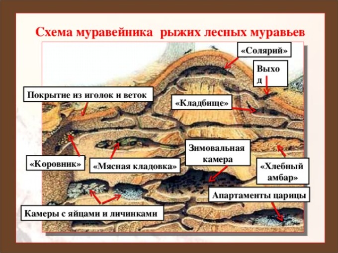 Anthill séma