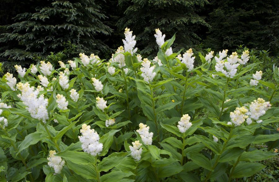 Känslig blomning