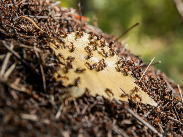 Segni: Perché l'anthill è apparso sulla tomba? Anthill in un cimitero in una tomba è buono o cattivo?