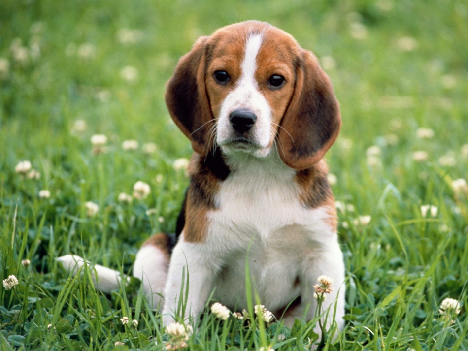 Behandlung von Infektionskrankheiten bei Hunden mit einem Antibiotika -Byatril