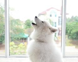 Zakaj pes zavija na dvorišču - kaj storiti? Zakaj psi zavijajo na Luno, na vratih, v kabini, v hiši, na pragu, v bližini sosedov, na ulici: folk znaki