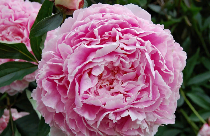 Pink peony of the Sarah Bernard variety