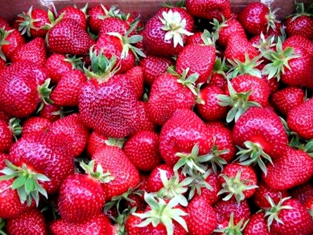 What are the varieties of garden strawberries of early, medium, late and repair, large garden: a description with names and photographs, features of imported and domestic varieties of garden strawberries