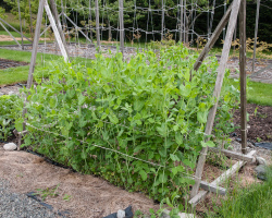 Proper planting peas in the spring for seedlings, in open ground: terms, schemes, preparation. Peas - varieties for landing: List of the best