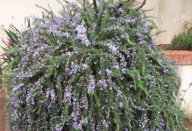 Rosemary Prostratus